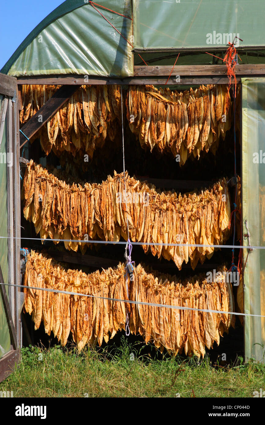 Cultiva tabaco común, el tabaco, el tabaco (Nicotiana tabacum), hojas de tabaco colgó para secar, Alemania Foto de stock