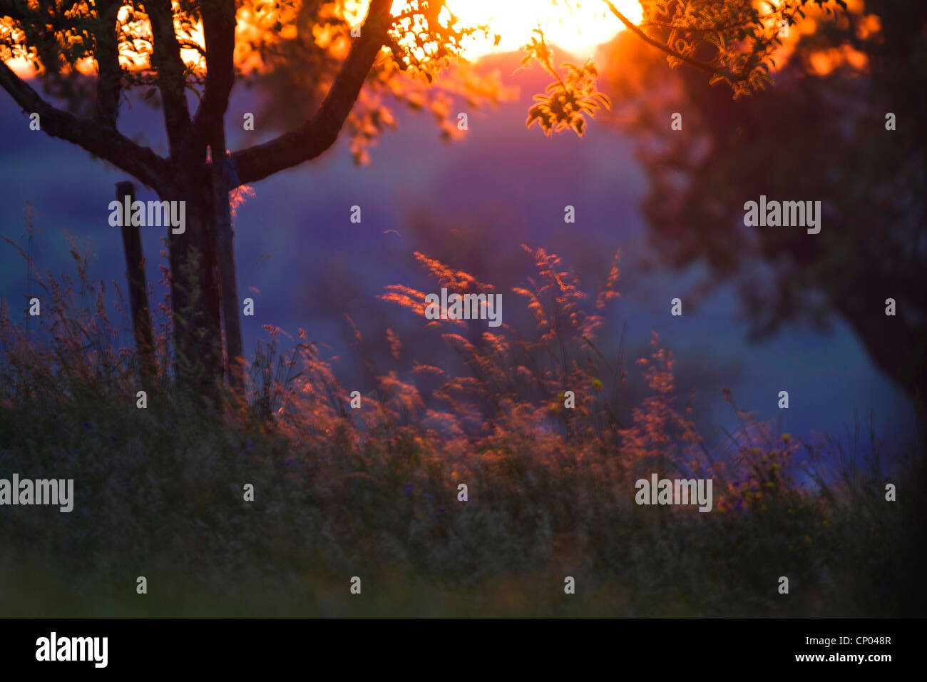 Orejas de hierba y árboles jóvenes apostados por la puesta de sol retroiluminado Foto de stock