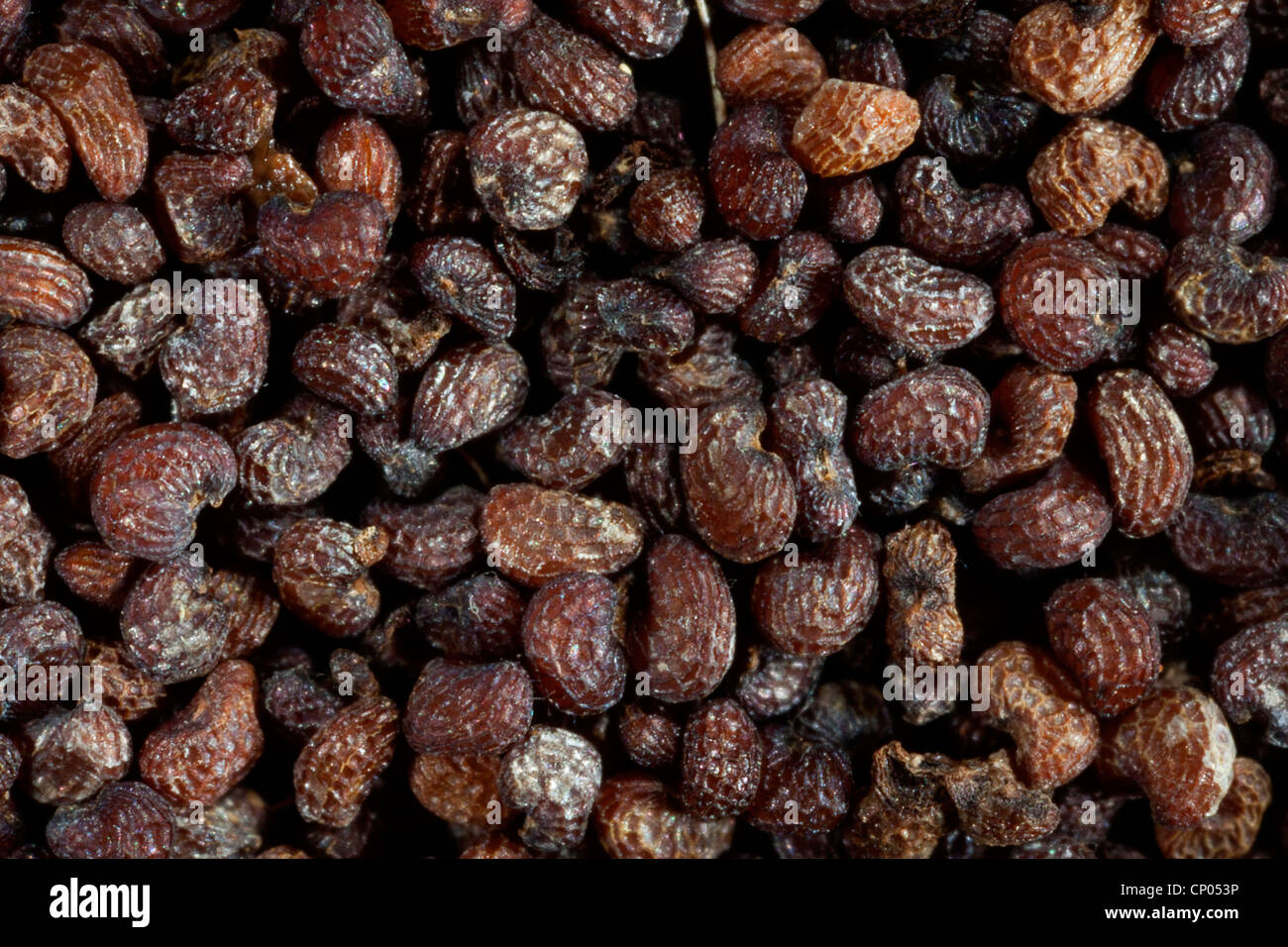 Amapola (Papaver spec.), las semillas de la amapola Foto de stock