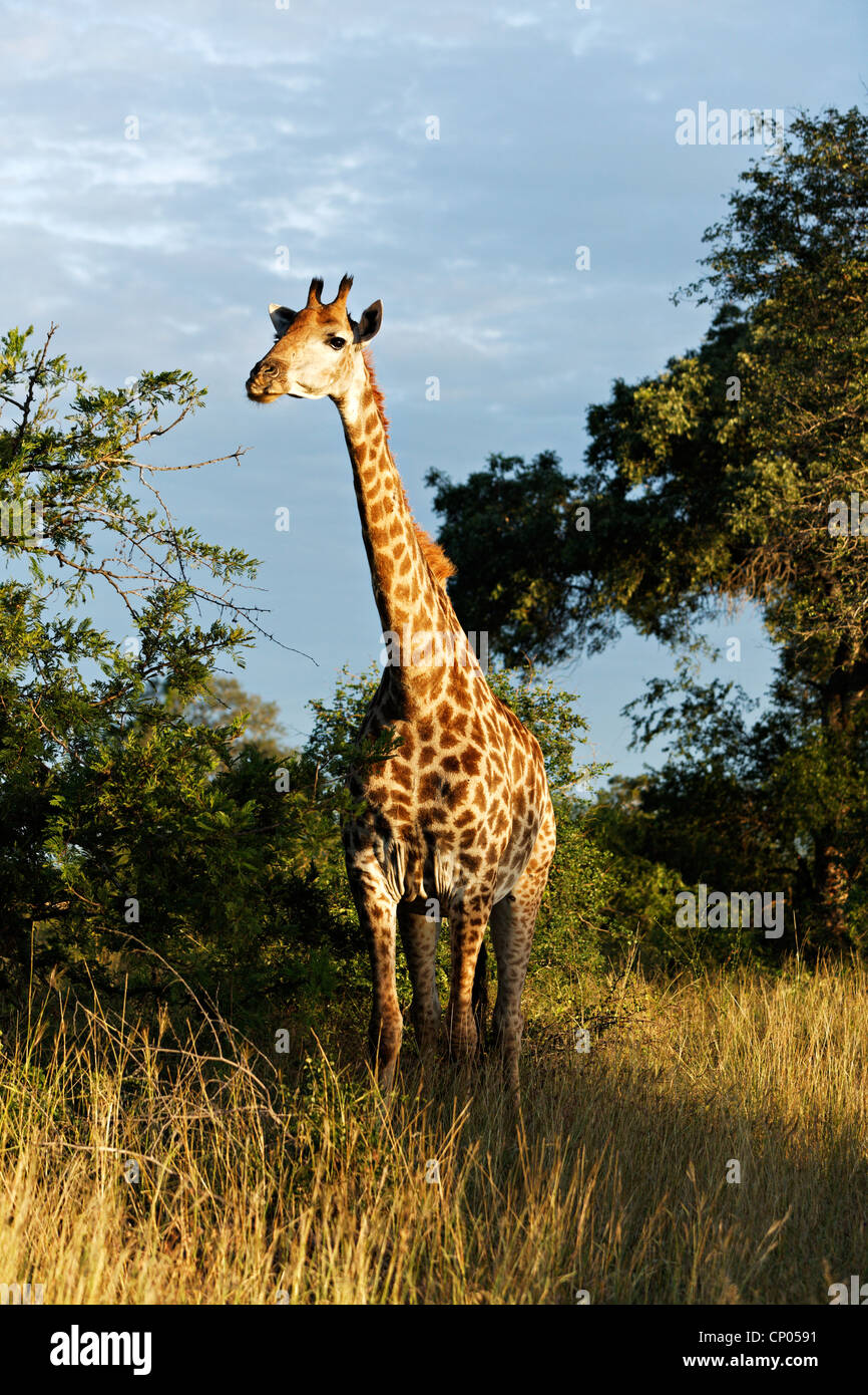 Jirafa ( Giraffa Camelopardalis ) De pie en el paisaje, el Parque Nacional Kruger, Sudáfrica Foto de stock
