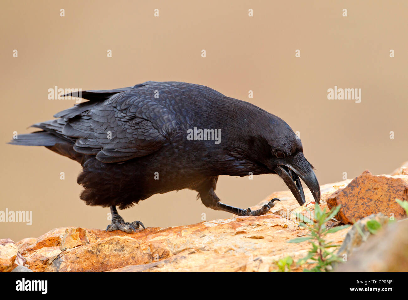 Cuervo del norte de África (Corvus corax tingitanus, Corvus tingitanus), sentado sobre una piedra en busca de comida, Islas Canarias, Fuerteventura Foto de stock