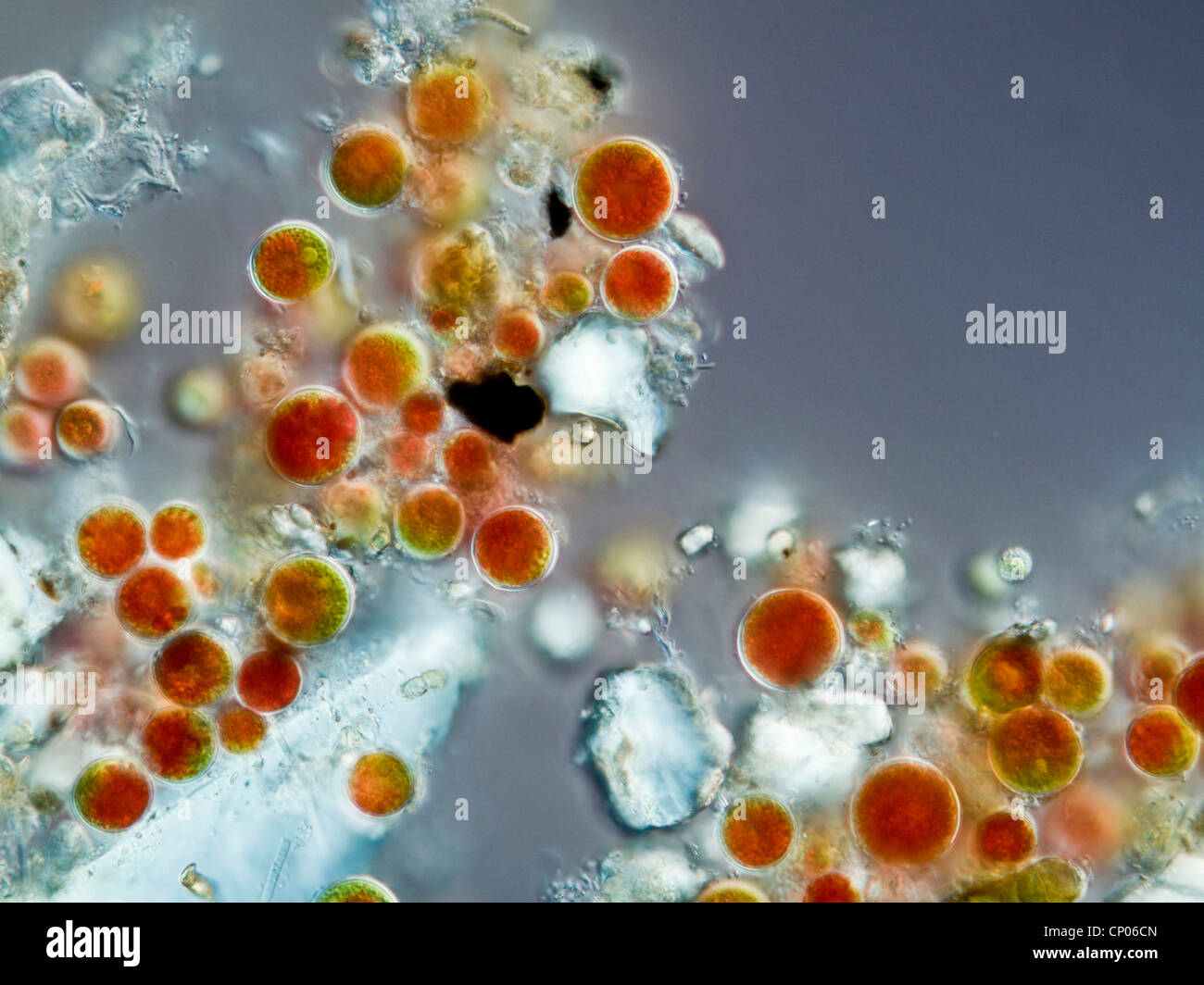 Haematococcus pluvialis (Haematococcus pluvialis), el estado permanente, coloreada por la Astaxantina, Alemania Foto de stock