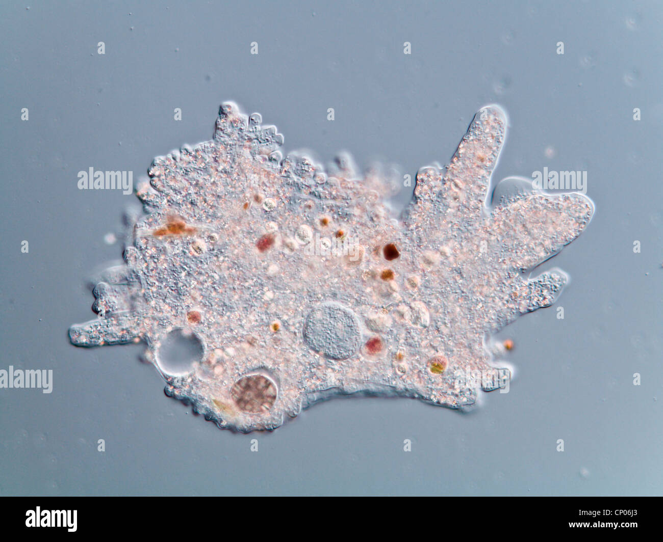 Amoeba Amoeba proteus (Alemania) Foto de stock