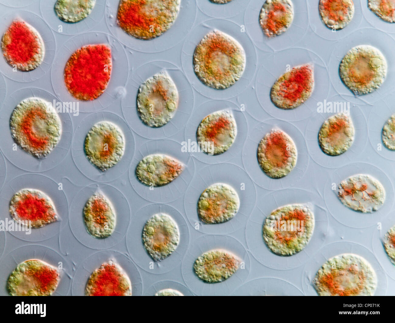 Haematococcus pluvialis (Haematococcus pluvialis), coloreada por la Astaxantina, Alemania Foto de stock