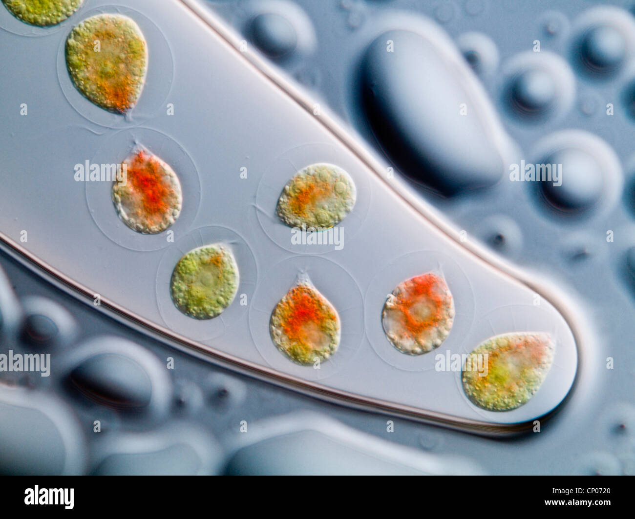 Haematococcus pluvialis (Haematococcus pluvialis), atrapado en una gota de agua, coloreada por la Astaxantina, Alemania Foto de stock