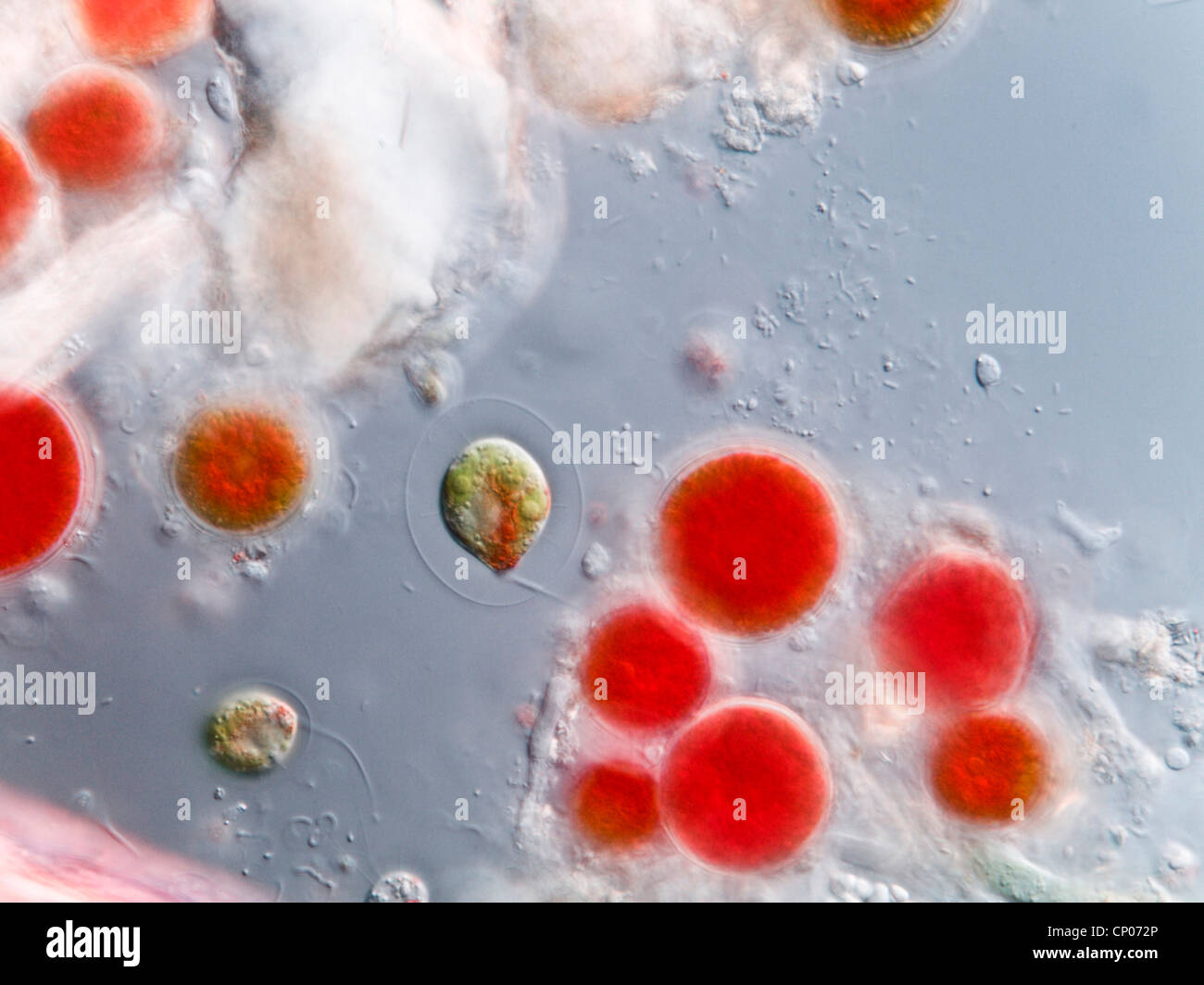 Haematococcus pluvialis (Haematococcus pluvialis), permanente estado de color rojo por la Astaxantina, dos células vegetativas, Alemania Foto de stock
