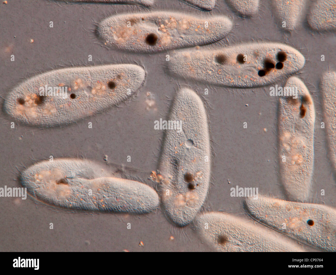 (Paramecio caudatum animalcule), alimentadas con tinta negra, Alemania Foto de stock