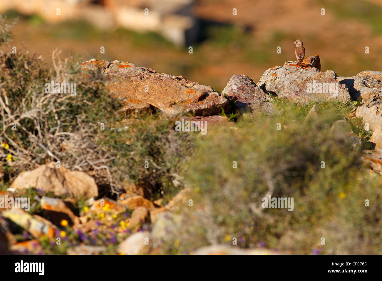 Finch (Rhodopechys githaginea trumpeter, Bucanetes githagineus), sentado en una piedra, Islas Canarias, Fuerteventura. Foto de stock
