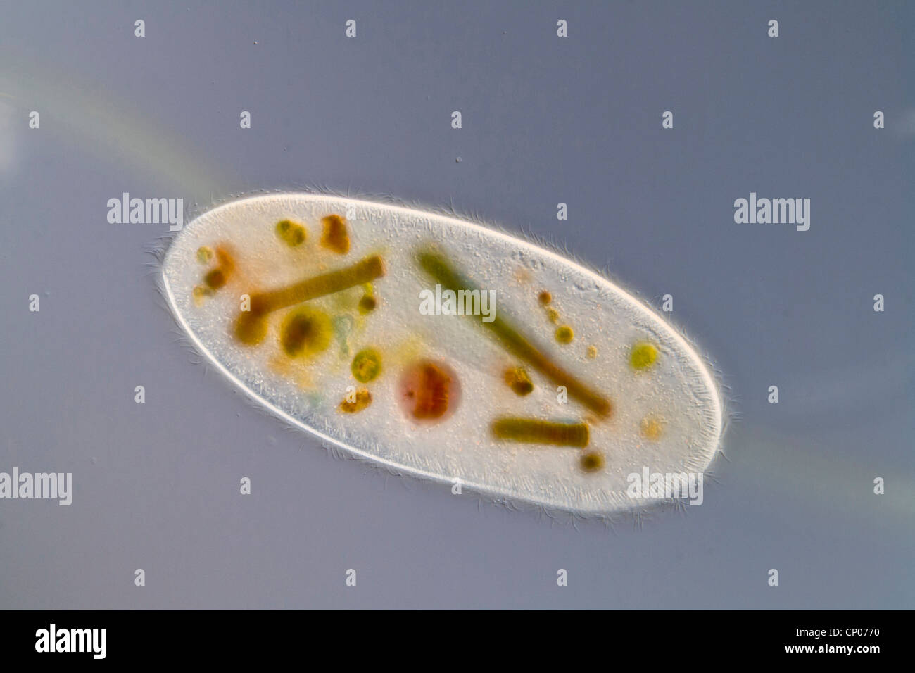 (Frontonia cilate leucas), ciliados del orden Peniculia incorporado con algas verdes y azules Foto de stock