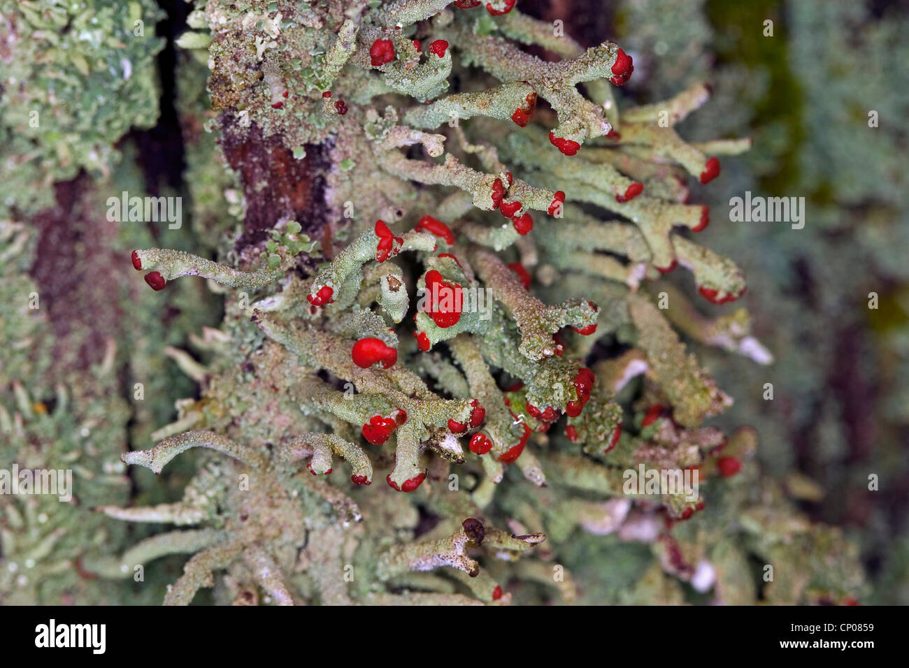 Pixie roja Cup (Cladonia coccifera, Cladonia cornucopioides), con cuerpos  de fructificación roja, Alemania Fotografía de stock - Alamy