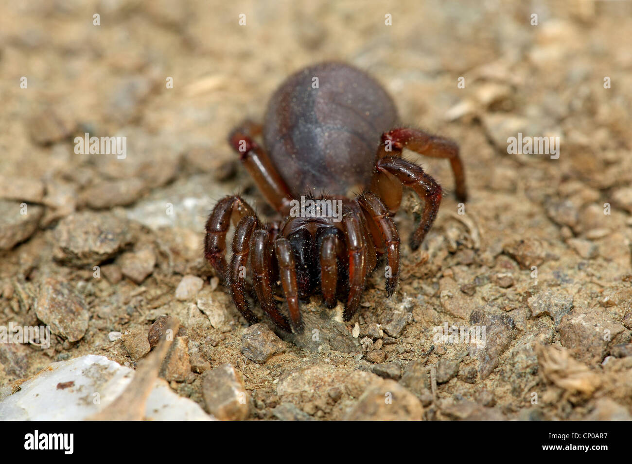 Trapdoor spiders (Weibchen Ctenizidae), Grecia, Lesbos, Ambeliko Foto de stock