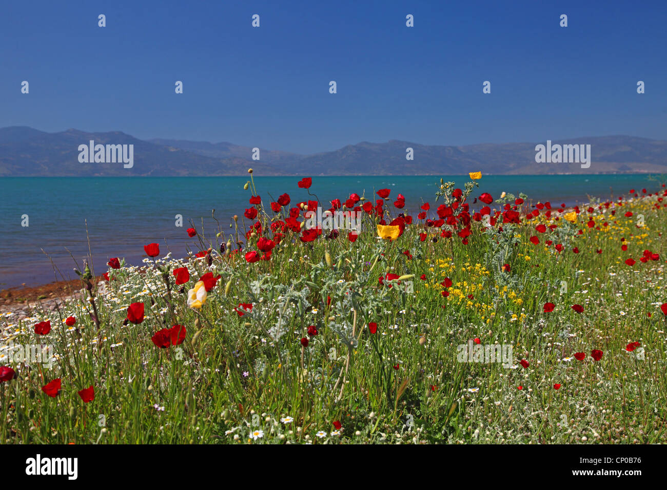 Blooming amapolas en la costa, Grecia, Lesbos Foto de stock
