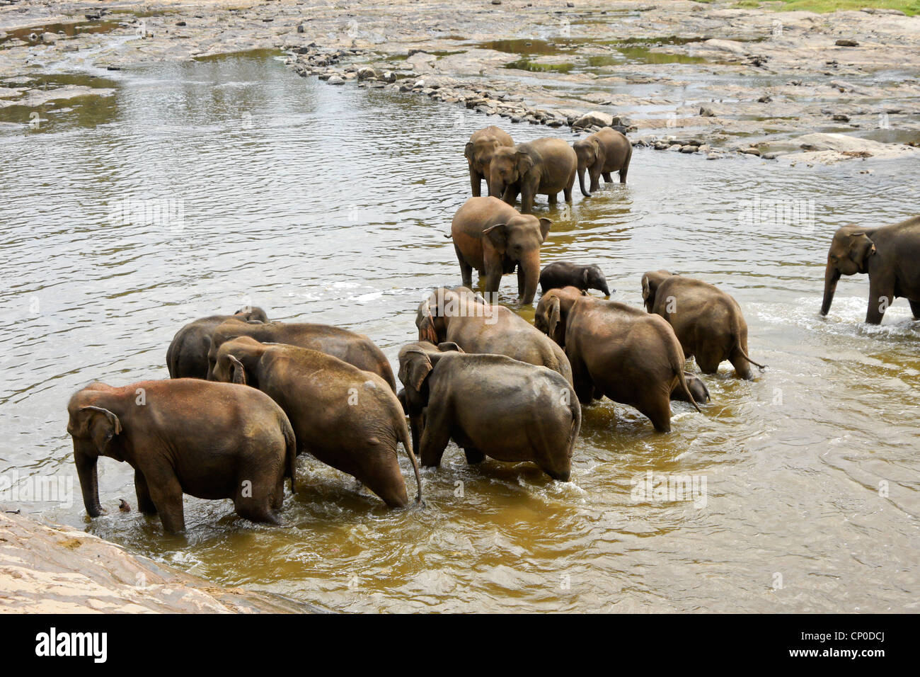 Los elefantes asiáticos en el río, el Orfanato de Elefantes Pinnawala, Kegalle, Sri Lanka Foto de stock