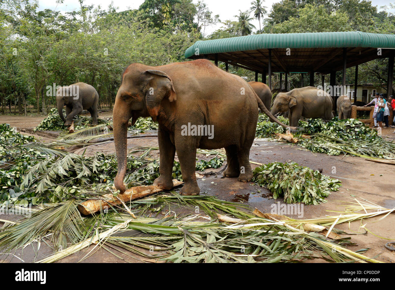 Los elefantes asiáticos, alimentación, el Orfanato de Elefantes Pinnawala Kegalle, Sri Lanka Foto de stock