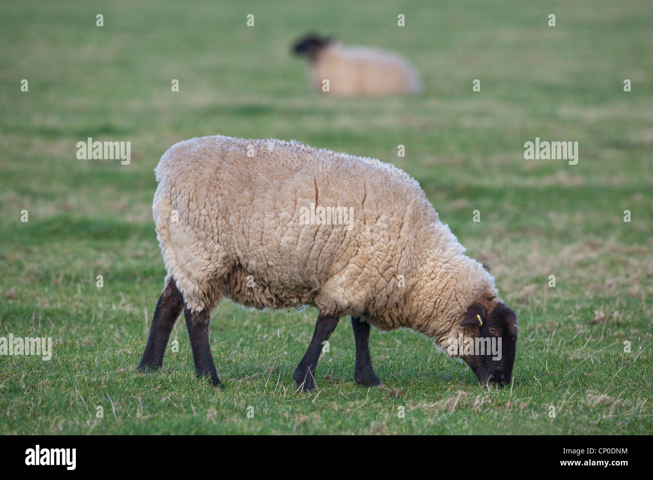 Ovejas (Ovis aries). Suffolk cruz, capa de hierba corta de pastoreo en los pastizales. Capa de hierba corta de esta longitud es atractiva para las ocas salvajes. Foto de stock