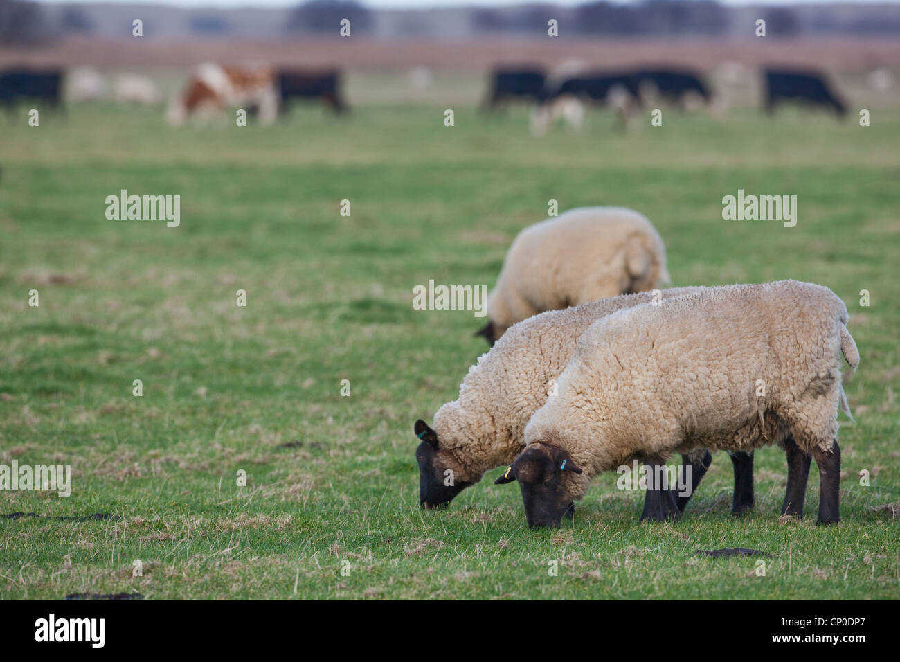 Ovejas (Ovis aries). Suffolk cruz, capa de hierba corta de pastoreo en los pastizales. Pasto corto de esta longitud es atractiva para las ocas salvajes. Foto de stock