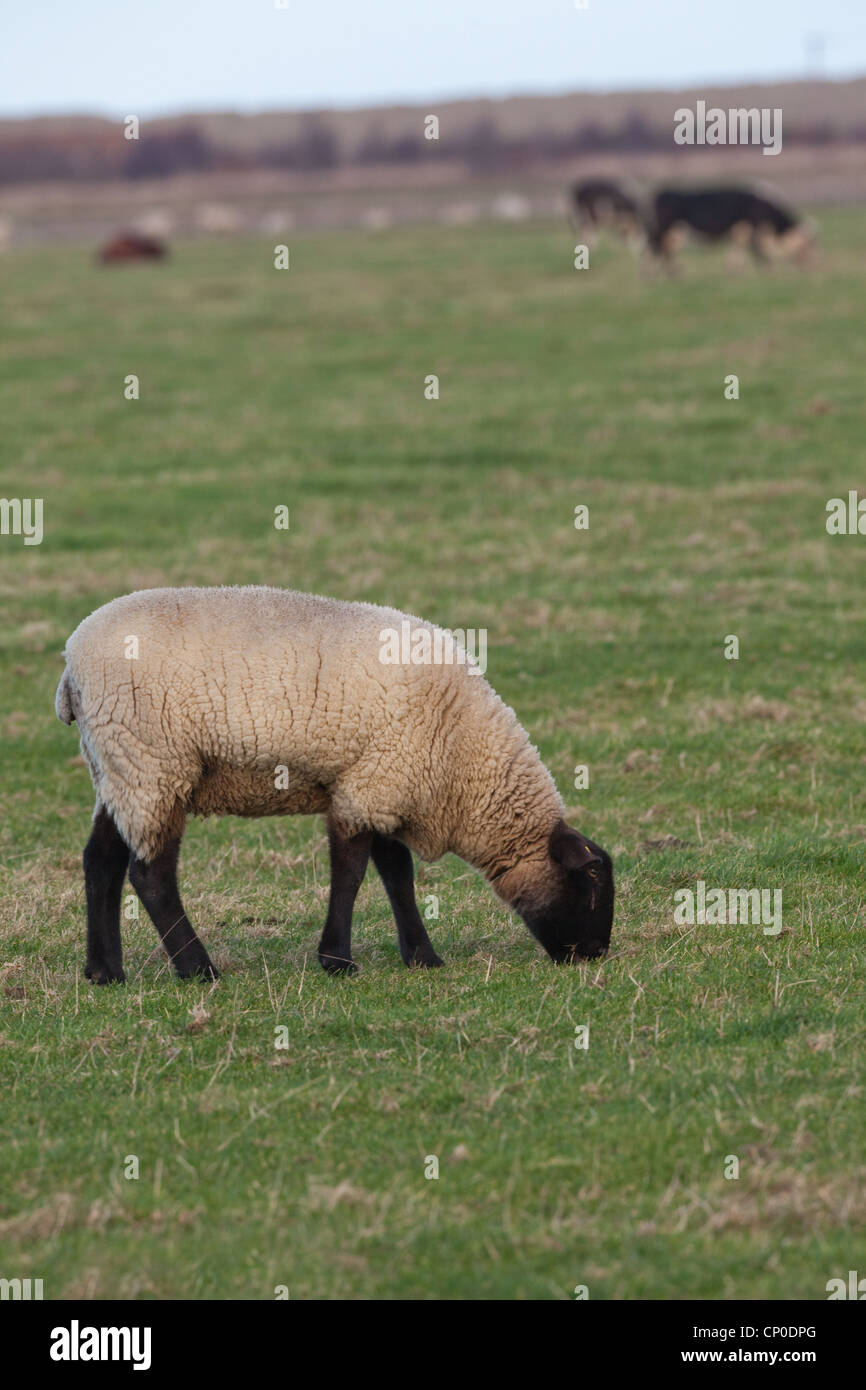 Ovejas (Ovis aries). Suffolk cruz, capa de hierba corta de pastoreo en los pastizales. Capa de hierba corta de esta longitud es atractiva para las ocas salvajes. Foto de stock