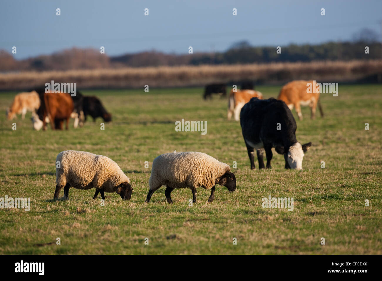 Ovejas (Ovis aries) y bovino (Bos taurus), capa de hierba corta de pastoreo en los pastizales.Esta longitud es atractiva para las ocas salvajes. Foto de stock