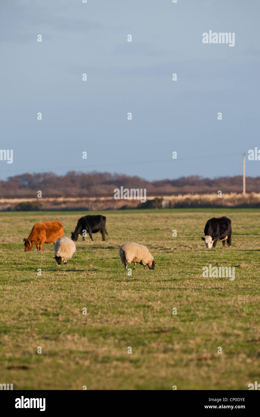 Ovejas (Ovis aries) y bovino (Bos taurus), capa de hierba corta de pastoreo en los pastizales.Esta longitud es atractiva para las ocas salvajes.Norfolk. Foto de stock
