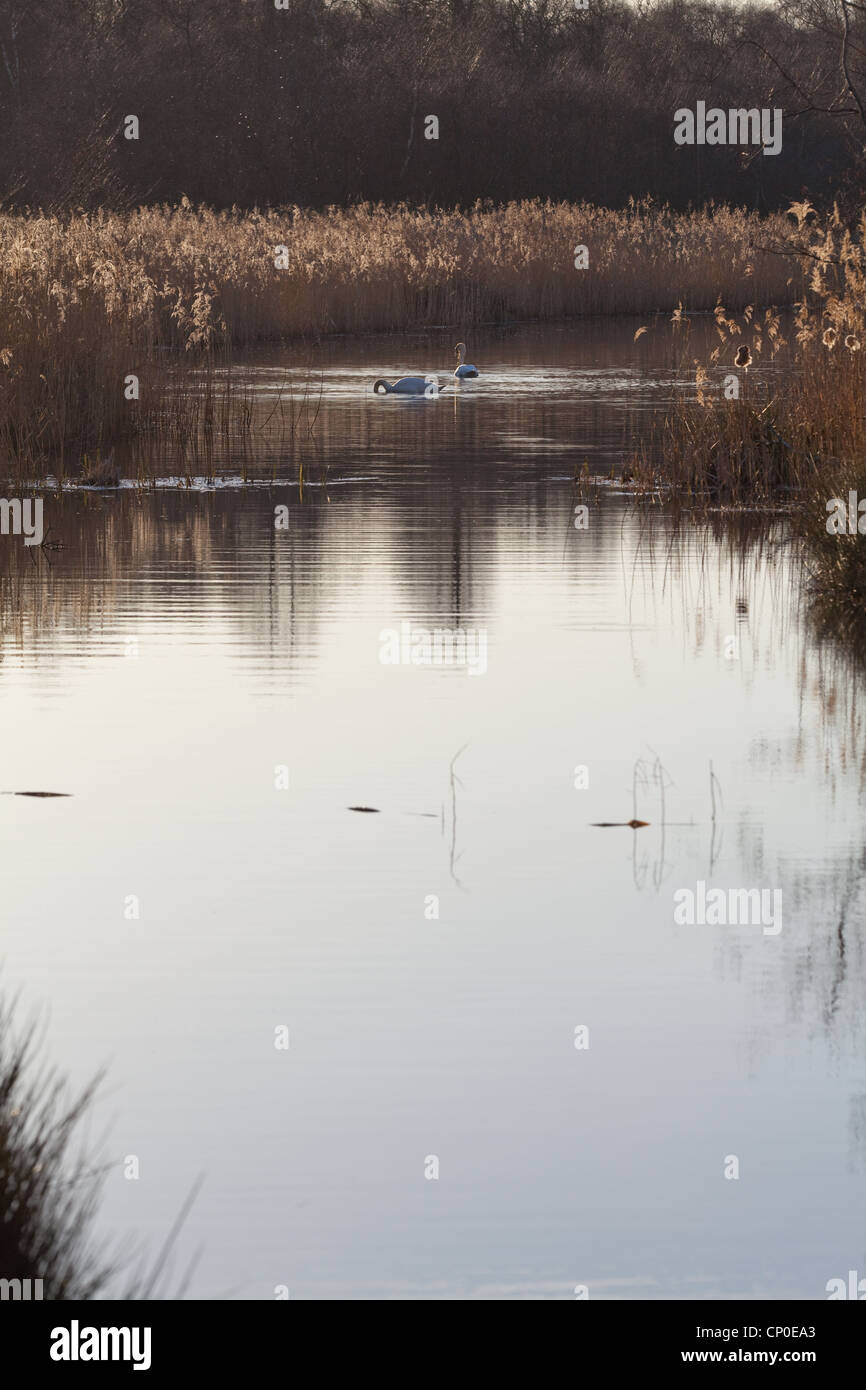 Silenciar los cisnes (Cygnus olor). Par alimentar de agua abierta, entre Carrizales (Phragmites. sp ). De marzo. Calthorpe amplia, Norfolk. Foto de stock
