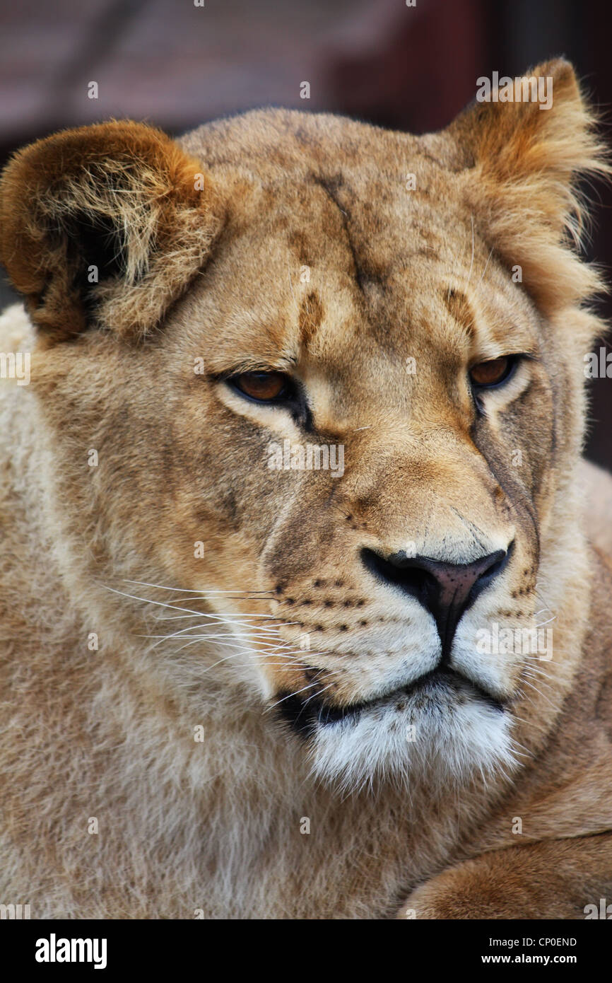 Hermoso retrato de león Foto de stock