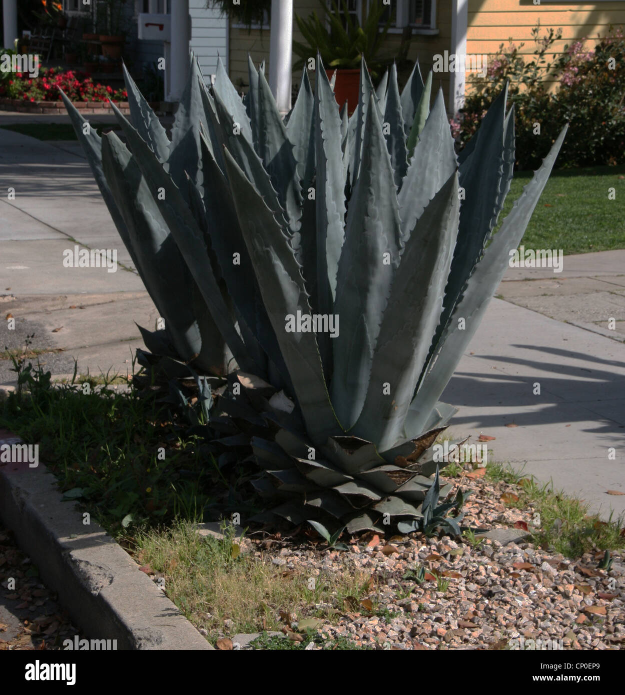 Hojas de maguey fotografías e imágenes de alta resolución Alamy