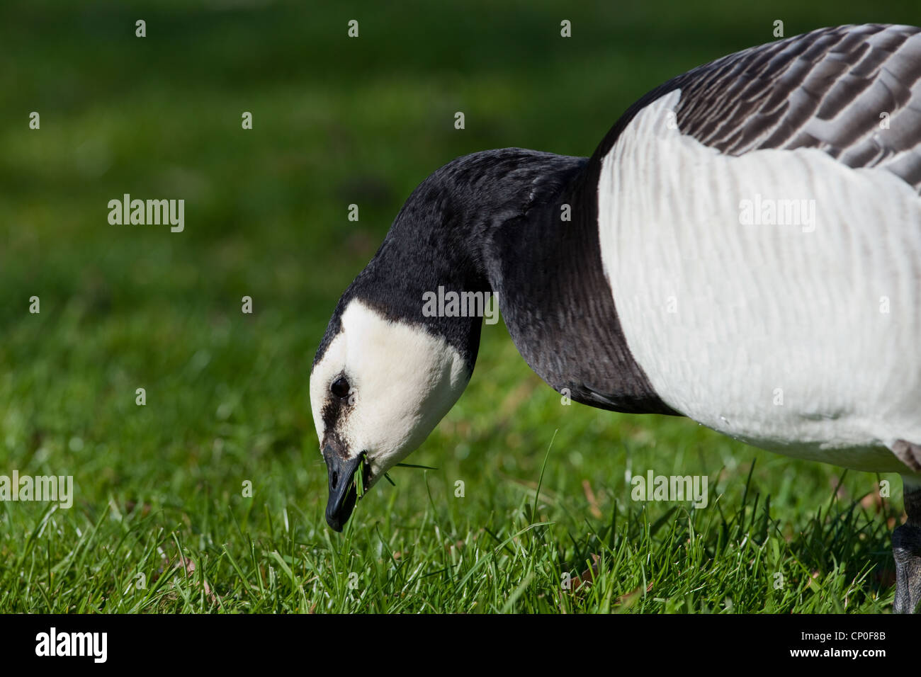 Barnacle gansos (Branta leucopsis). Mostrar longitud relativa del cuello y bill para llegar abajo y tome ventaja de pastos cortos. Foto de stock