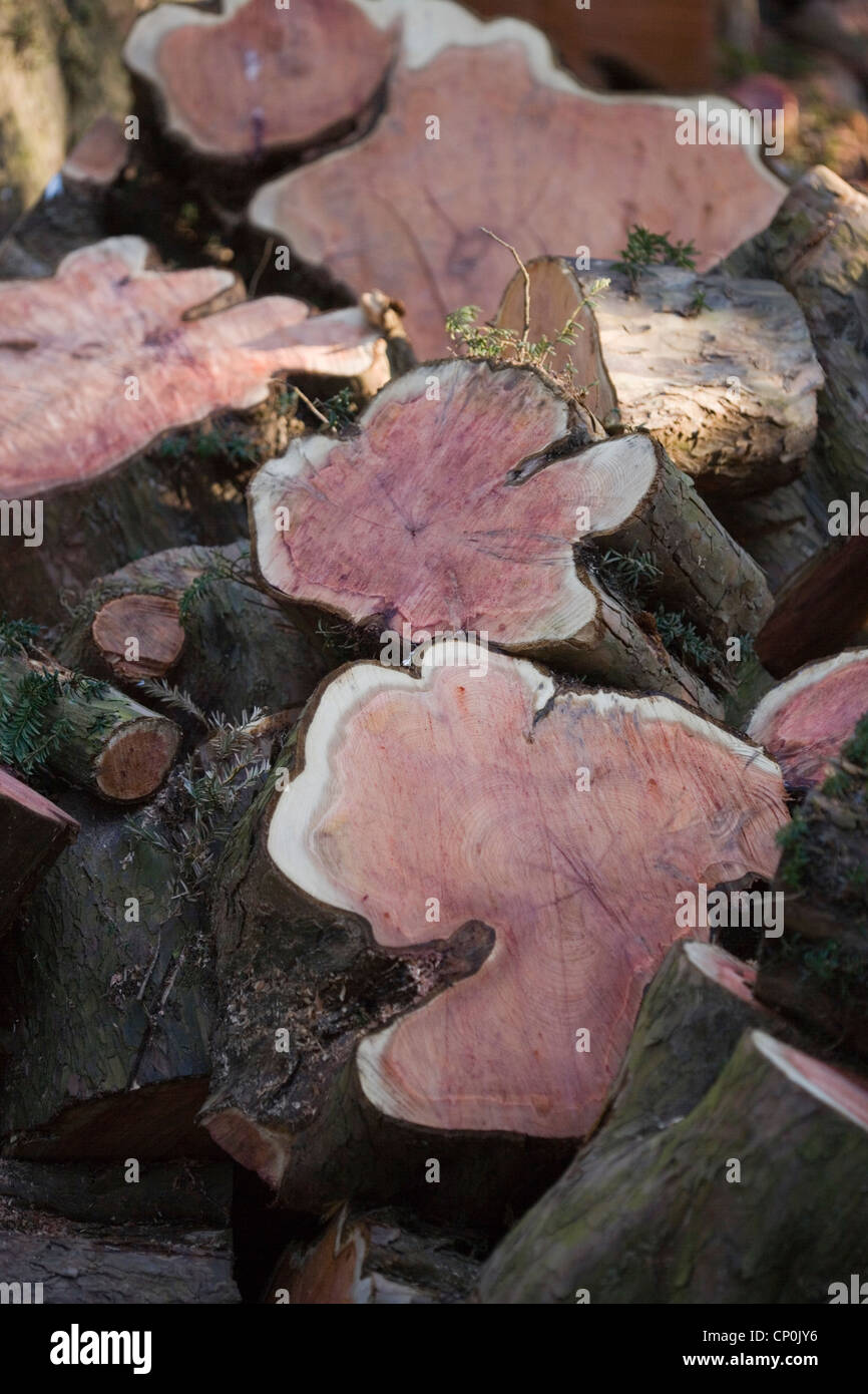 Tejo (Taxus baccata). Las secciones transversales de un tronco de un árbol talado recientemente. Mostrando grano, anillos de crecimiento anual y el color. Foto de stock