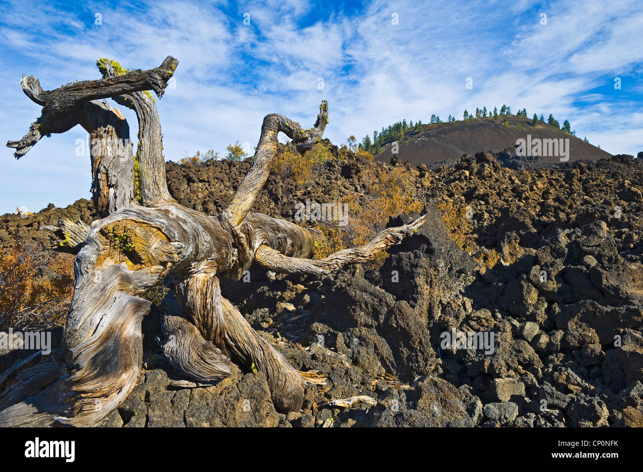 Capeado tronco de árbol, un'un flujo de lava y lava Butte; Tierras de Lava Visitor Center, Monumento Nacional Volcánico Newberry, Oregon. Foto de stock