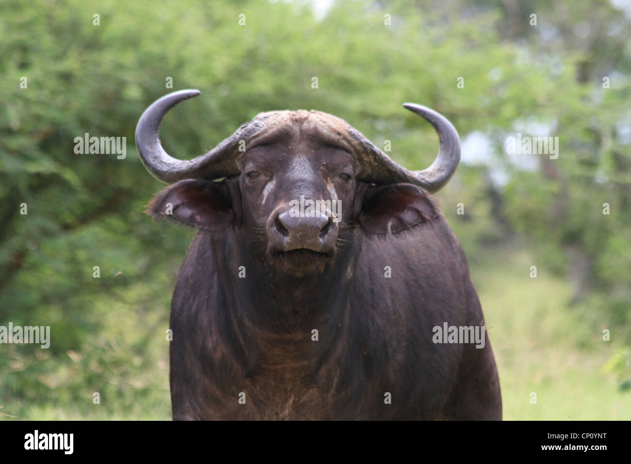 Solitario Cape Buffalo (Syncerus caffer) en el Parque Nacional de Murchison Falls, Uganda Foto de stock