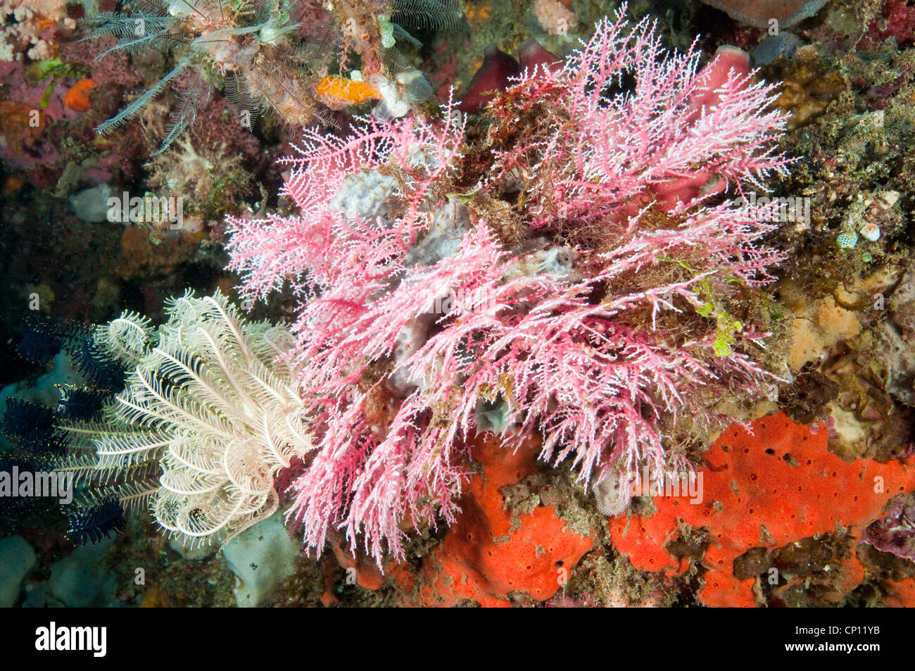 Colorido hydrozoa, Stylaster sp., Sulawesi, Indonesia Foto de stock