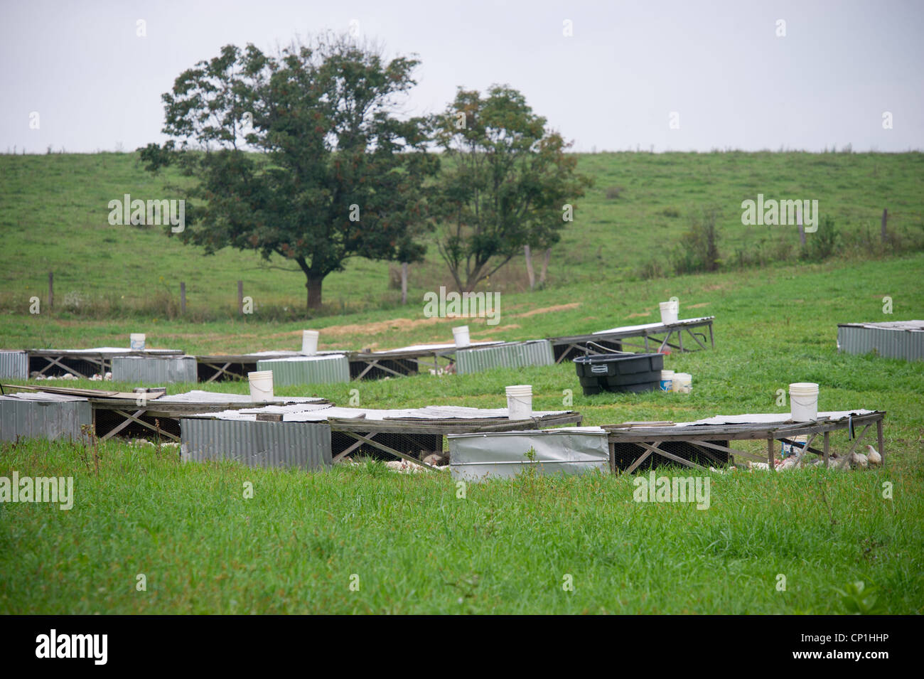 Casas de pollos en una granja en Virginia Foto de stock