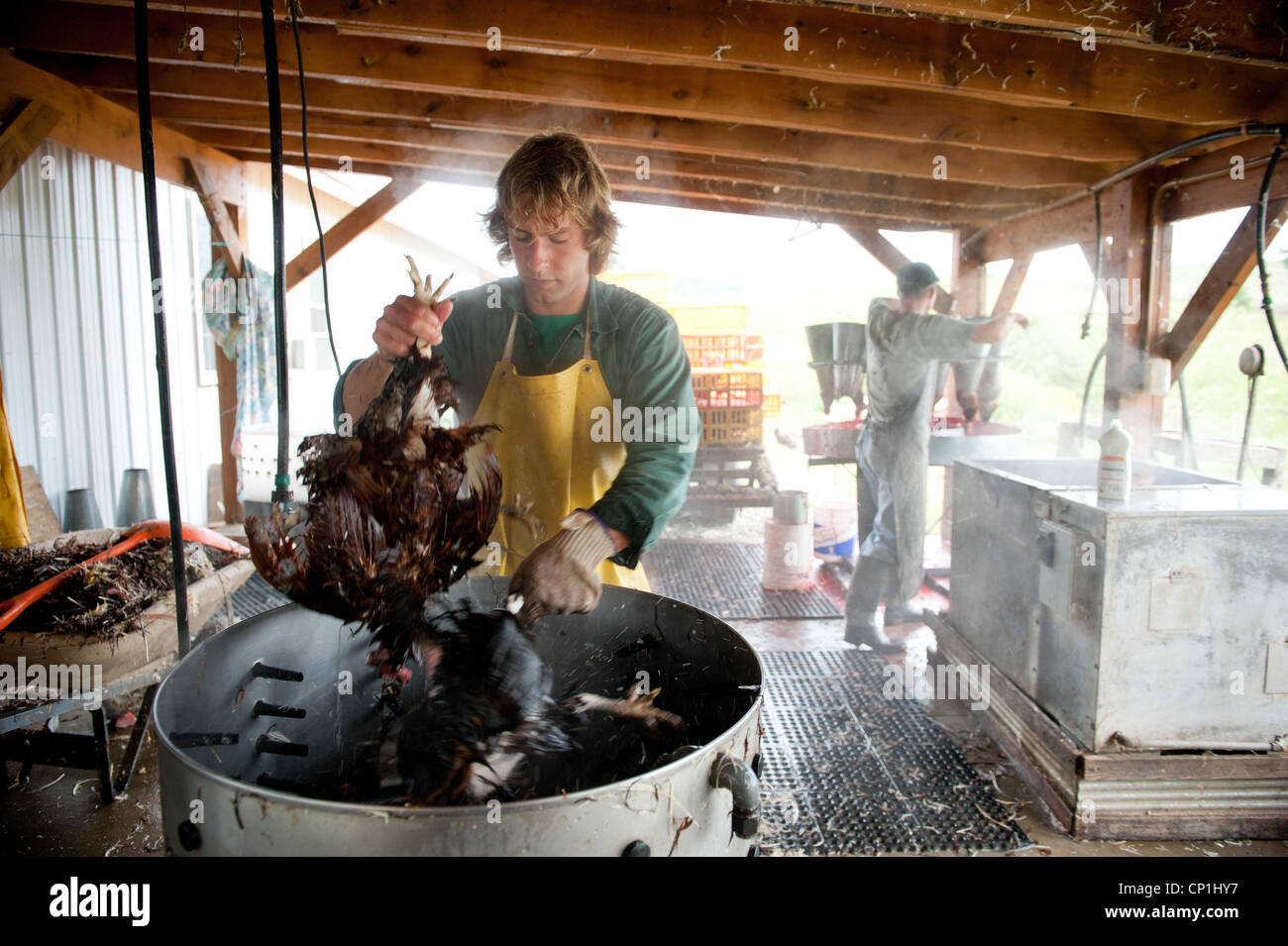 Grupo de limpieza y preparación de pollos sacrificados en una granja avícola Foto de stock