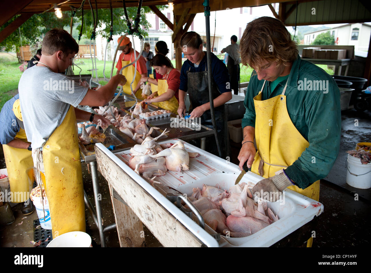 Grupo de limpieza y preparación de pollos sacrificados en una granja avícola Foto de stock