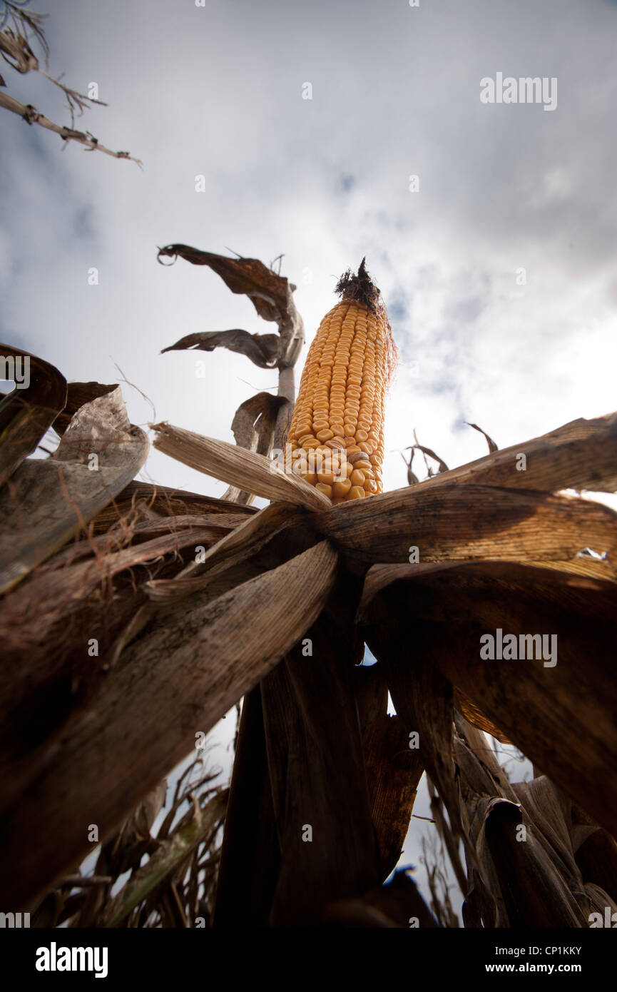 Mazorca de maíz podrido en marrón y morir de caña de maíz. Foto de stock