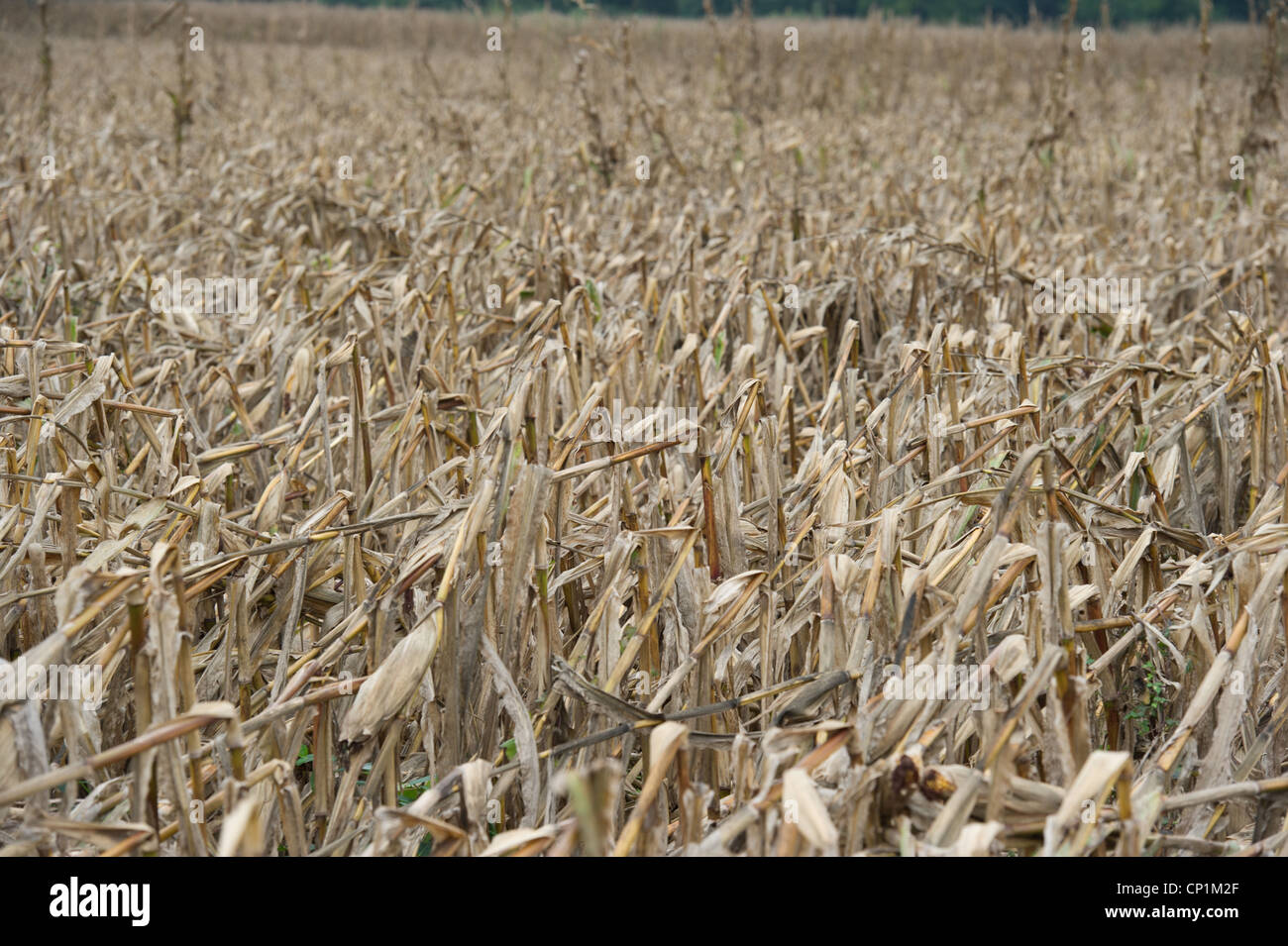 Tallos de maíz seco y muriendo en el cultivo de maíz en la granja Foto de stock