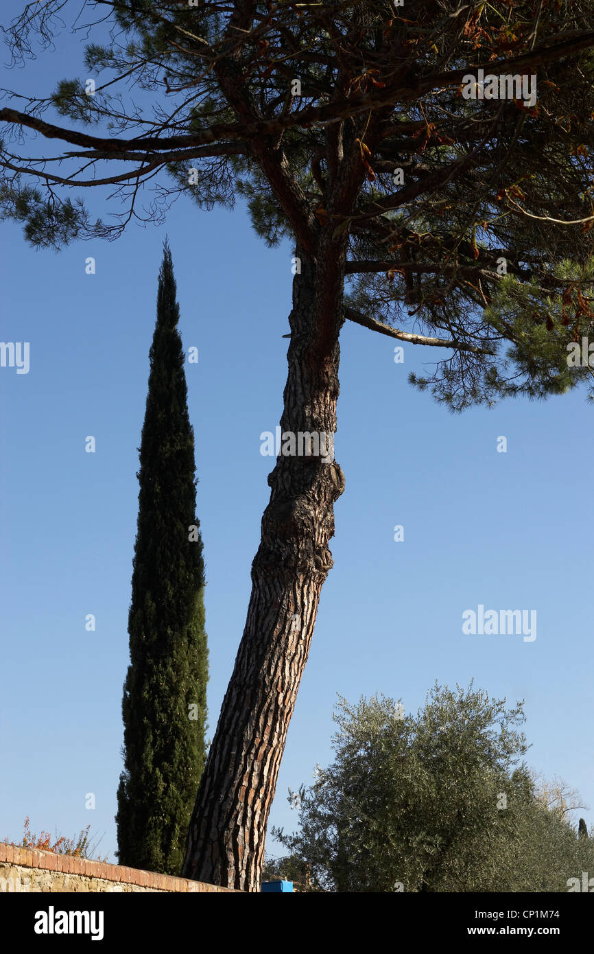 Árboles en Castel Monastero, Castelnuovo Berardenga, Toscana, Italia. Foto de stock