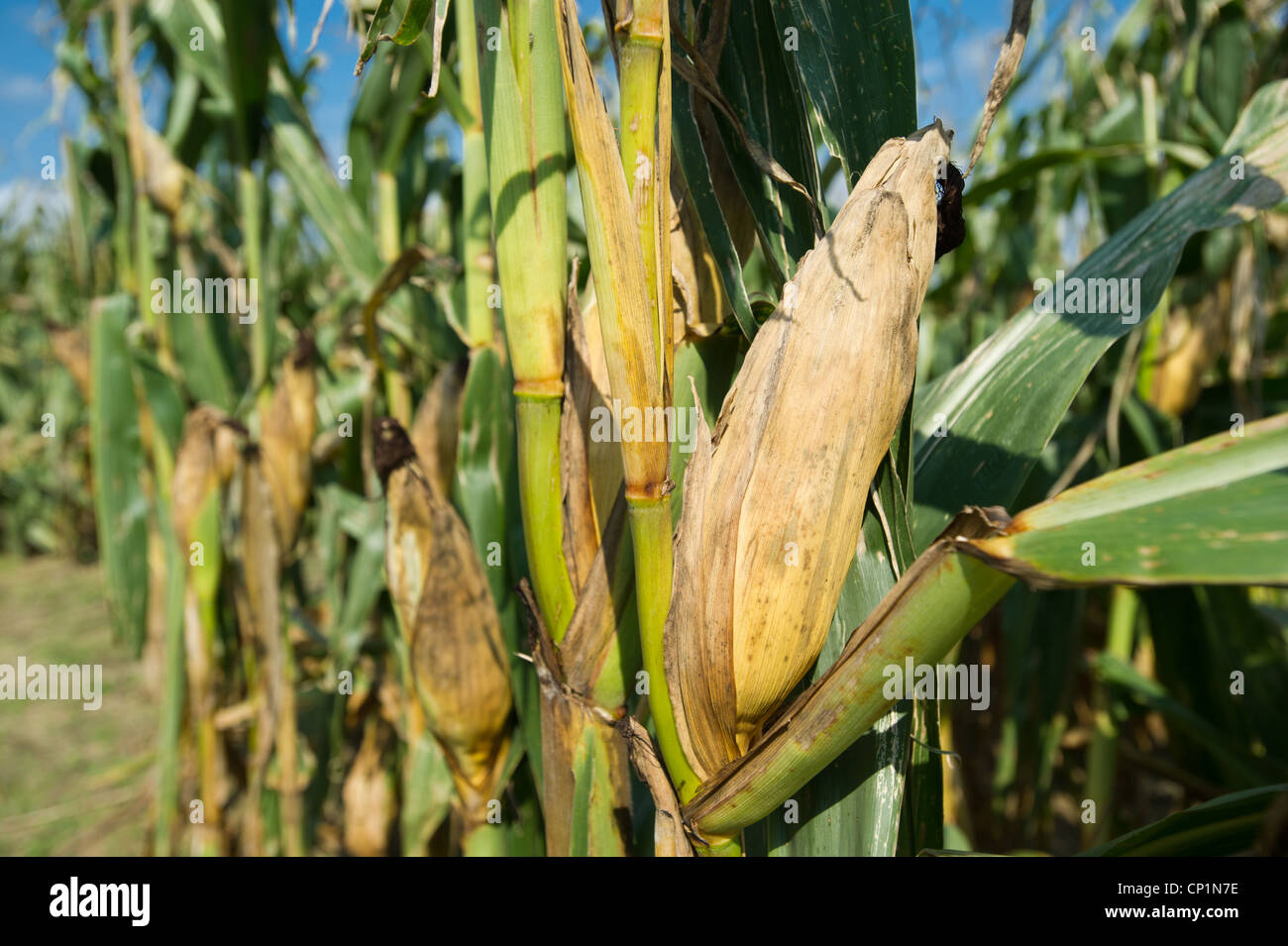 Los daños en los cultivos de maíz Foto de stock