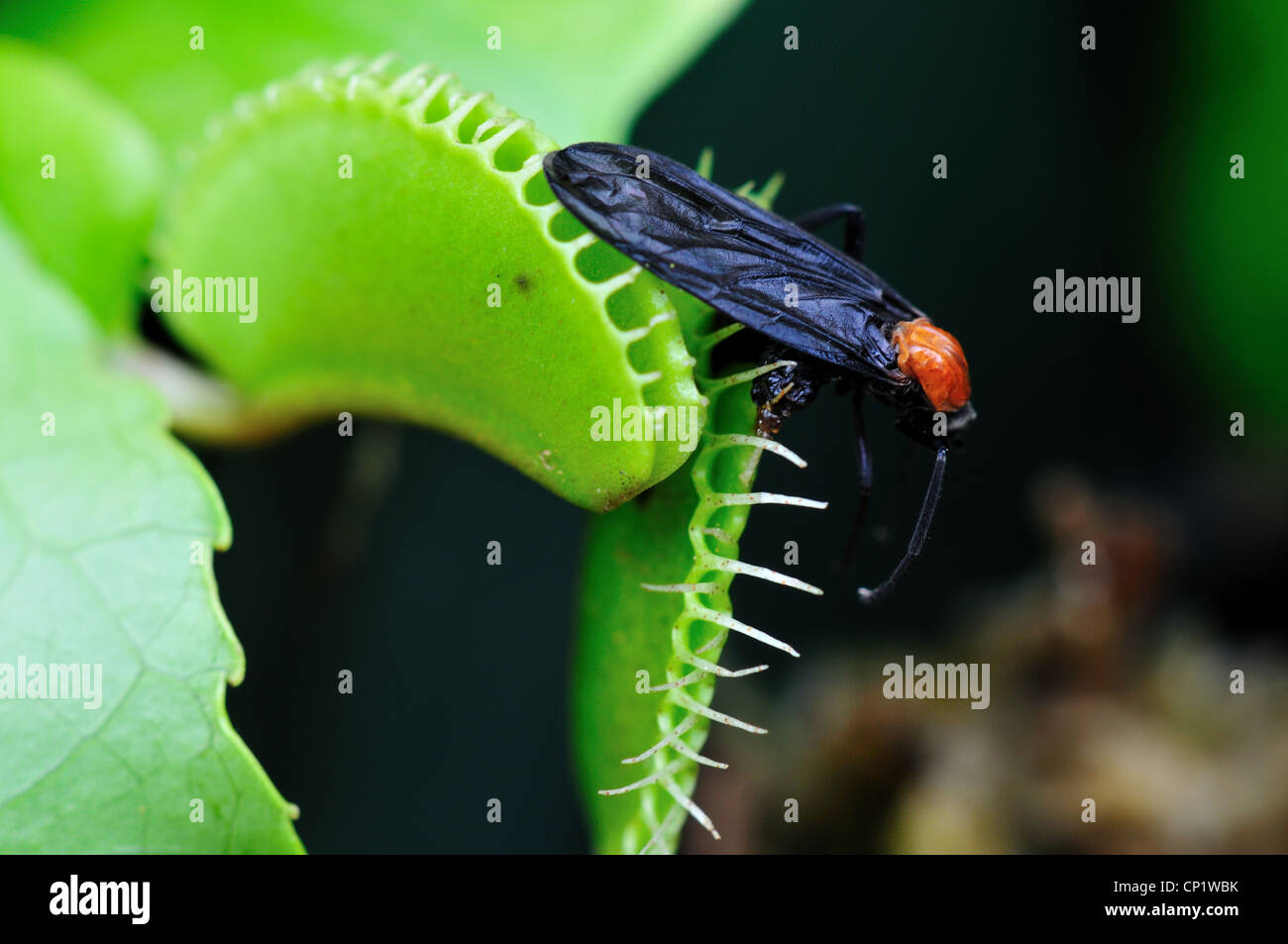 Un insecto atrapado en una Venus atrapamoscas Dionaea muscipula. Foto de stock