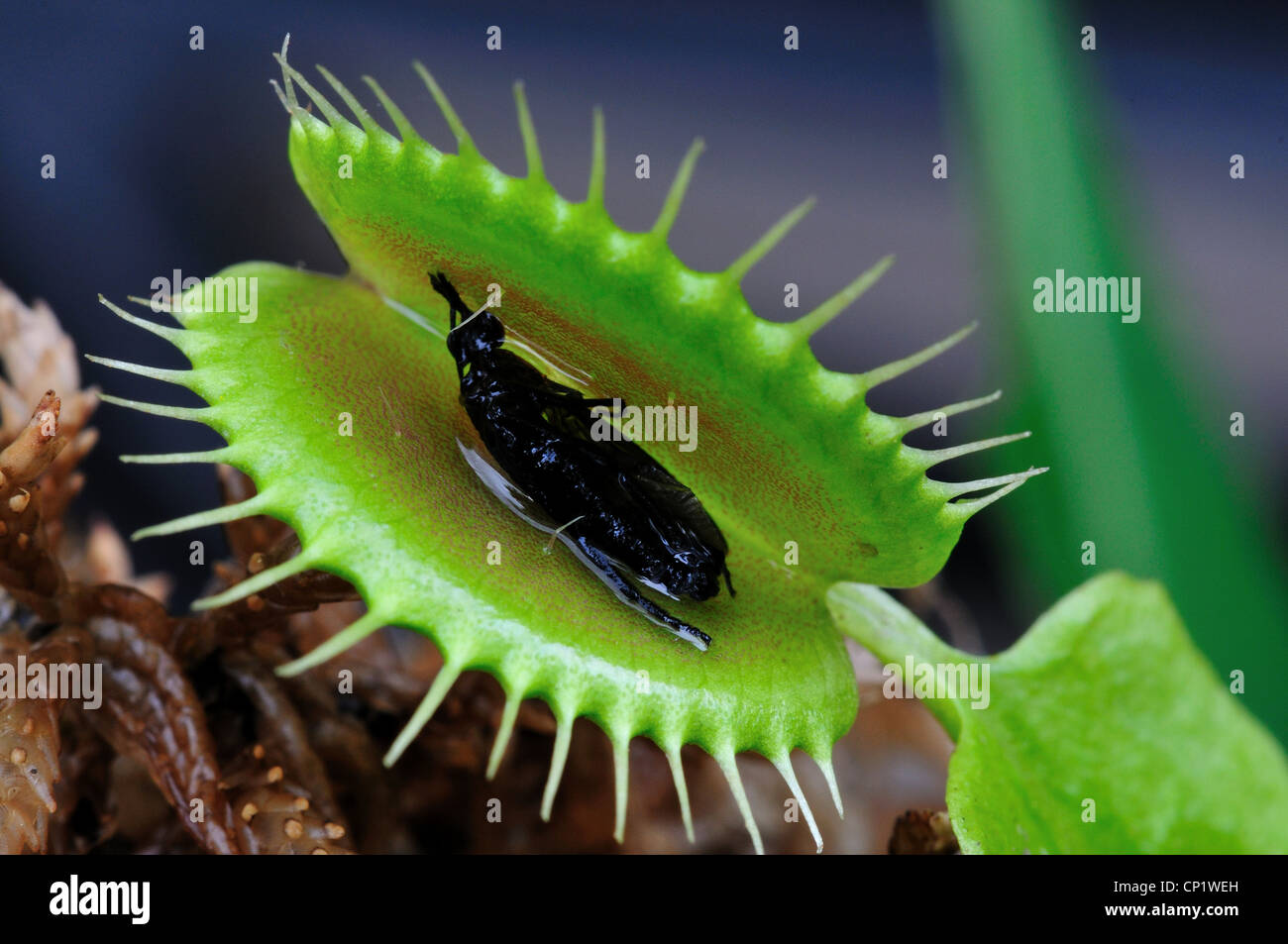 Una mitad digerido bug en una Venus atrapamoscas Dionaea muscipula. Foto de stock