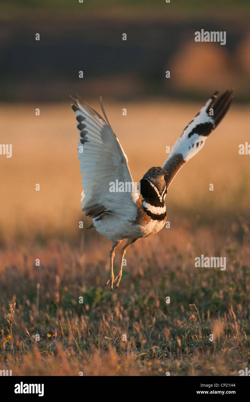 Saltar Sisón macho en época de apareamiento, España Foto de stock