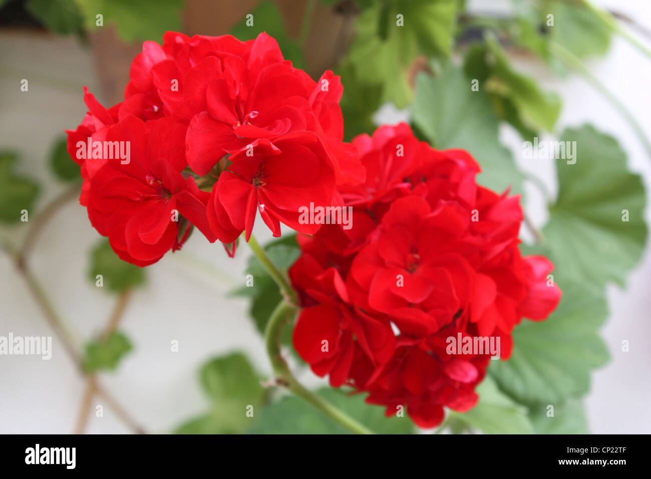 Geranio rojo fotografías e imágenes de alta resolución - Página 2 - Alamy Geranio rojo fotografías e imágenes de alta resolución - Página 2 - Alamy