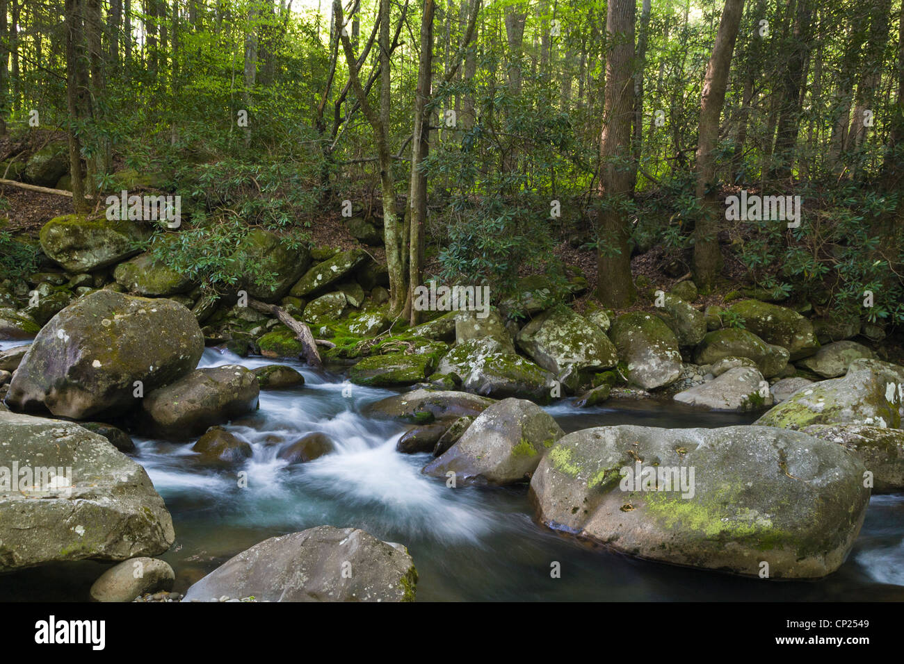 Muelle en el medio de las puntas de lanza de la poco Río Pigeon en el Greenbrier zona del Great Smoky Mountains National Park en Tenn Foto de stock