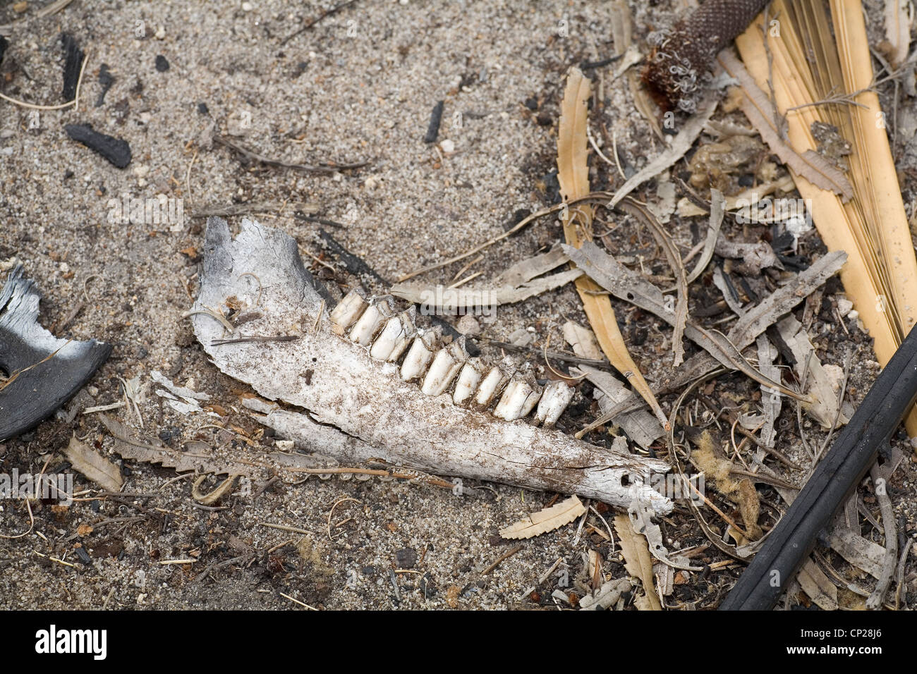 La mandíbula con dientes de animal desconocido en el bosque australiano Foto de stock