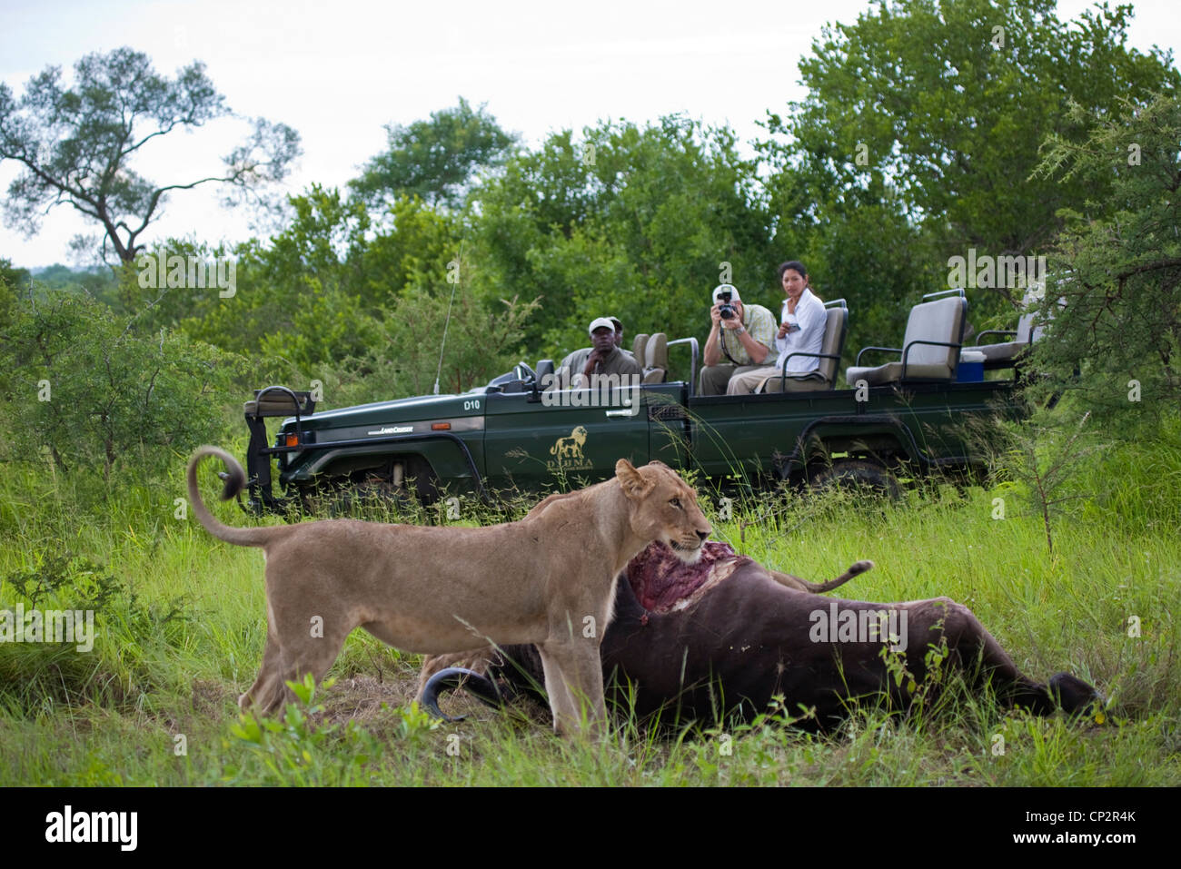 Watching a lion kill fotografías e imágenes de alta resolución - Alamy