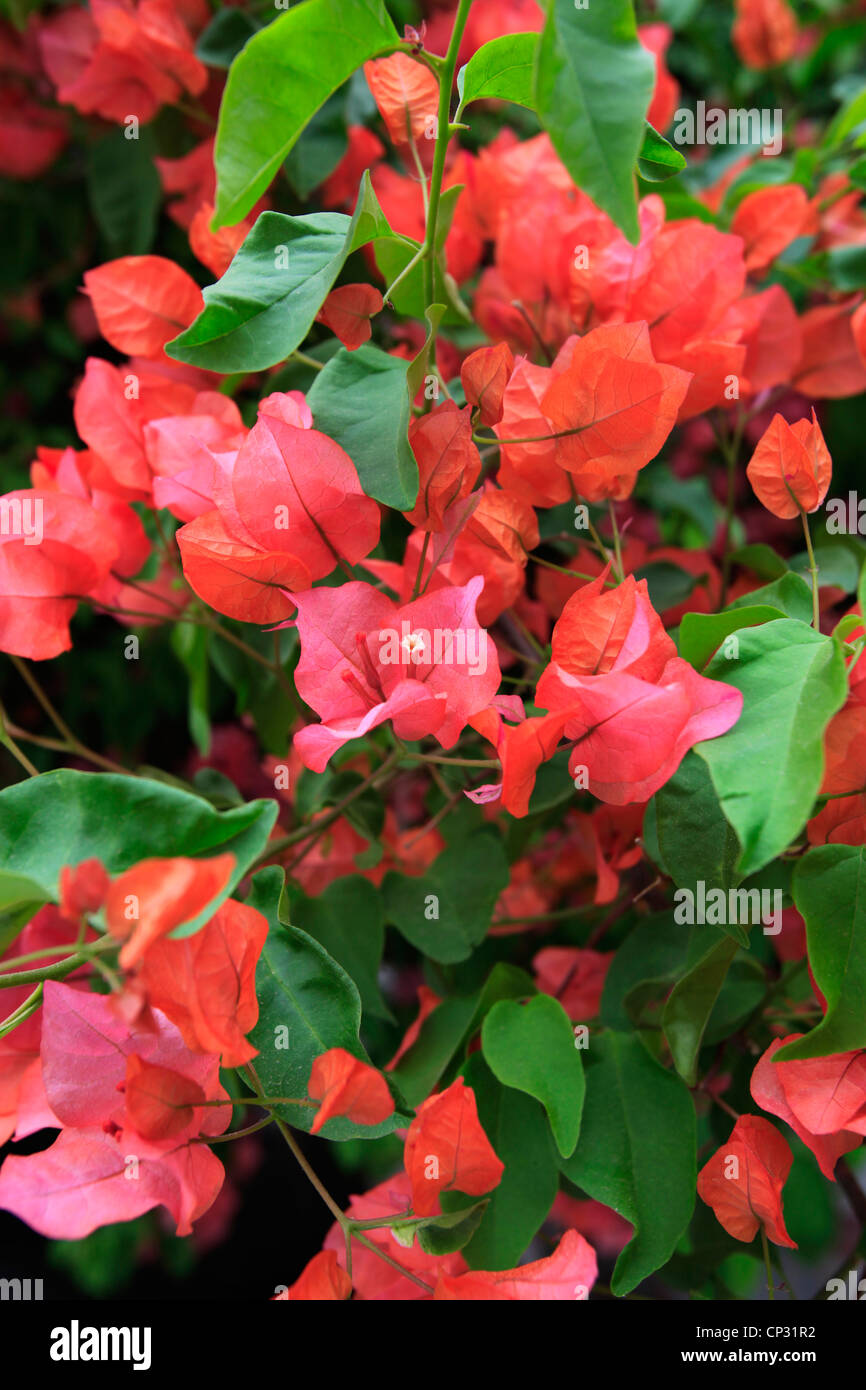 Plantas florecientes buganvillas. Foto de stock