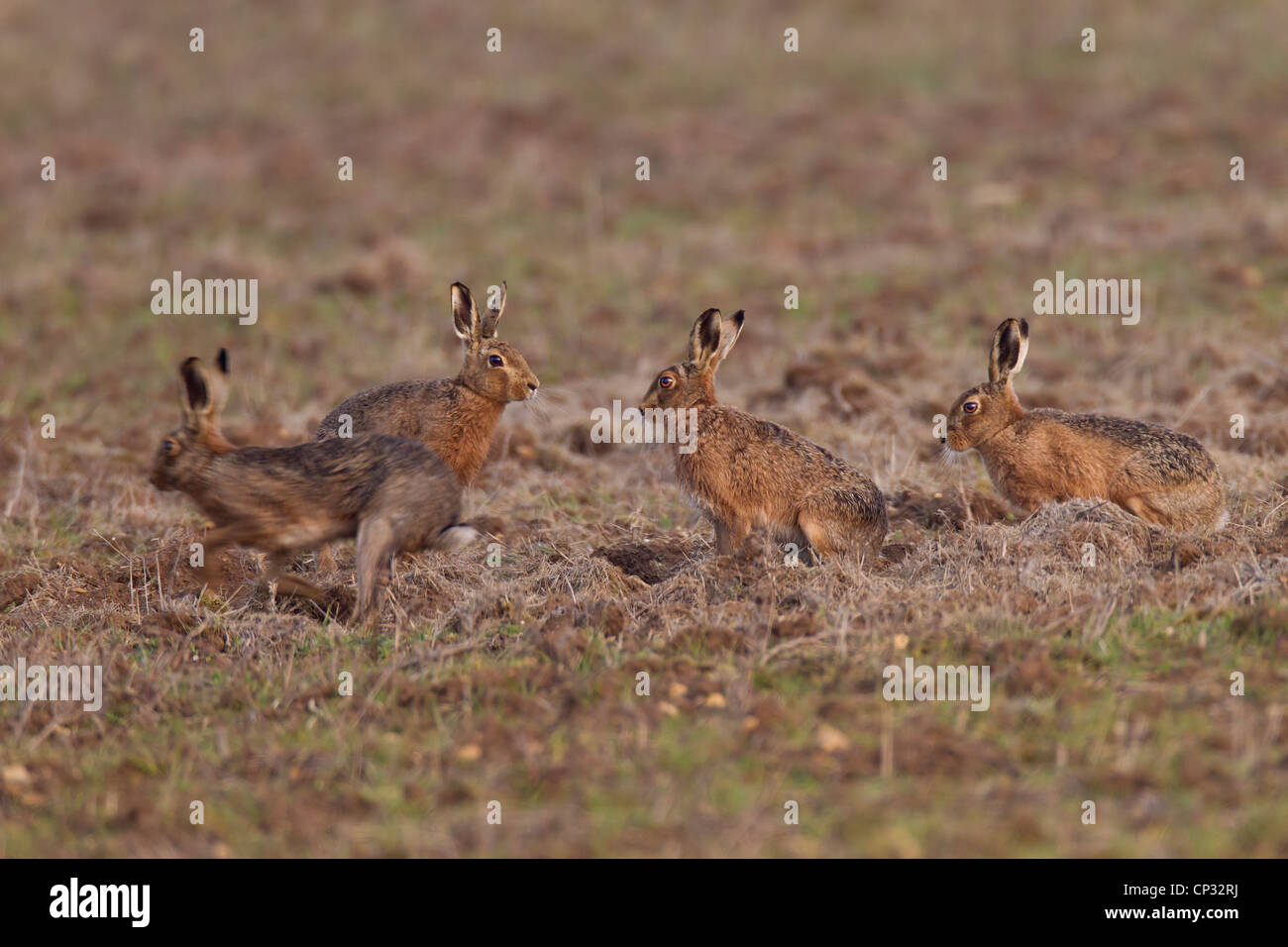 Brown Hare. Lepus europaeu (Lagomorpha) Foto de stock