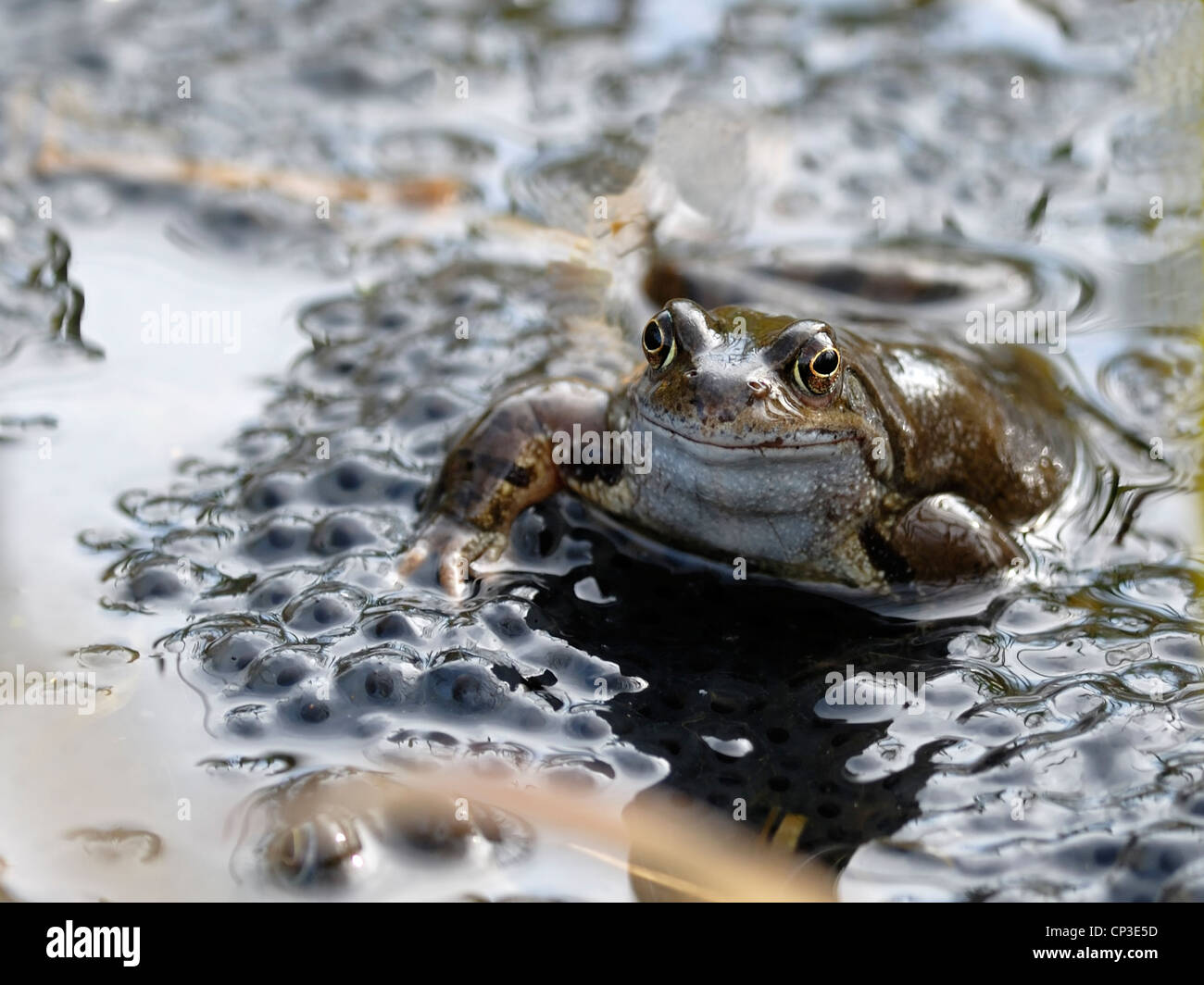 El desove ranas común ( Rana temporaria ) Foto de stock