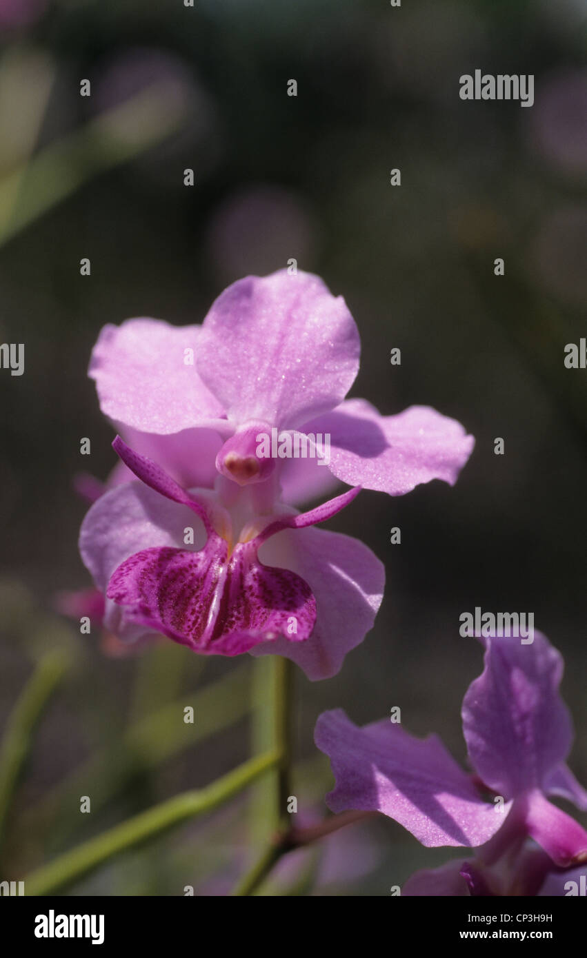Temperatura De Las Orquideas Cultivo De Orquideas An