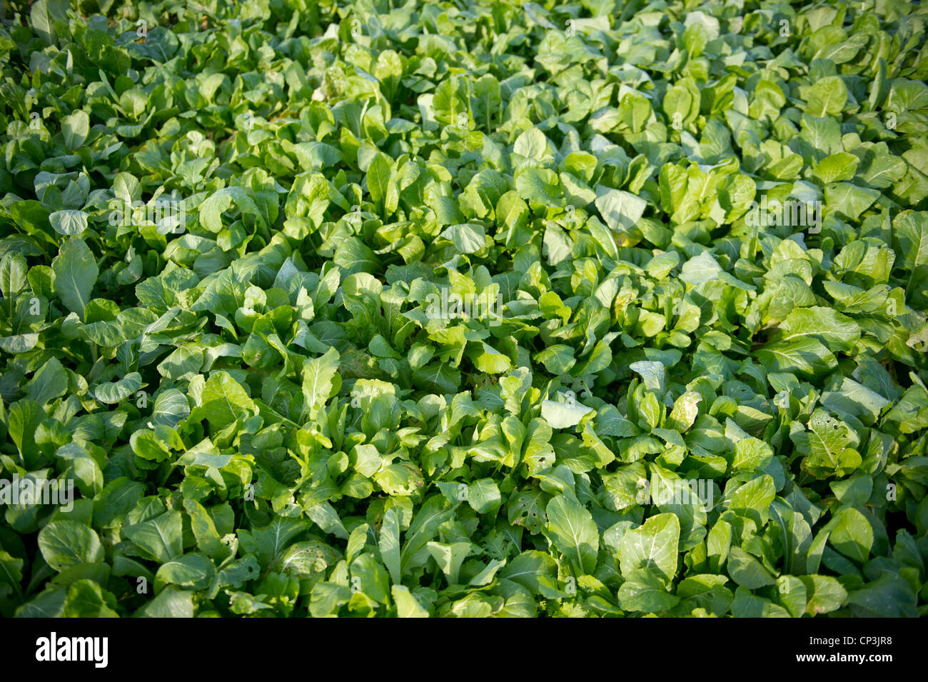 Cultivos de hoja verde Foto de stock